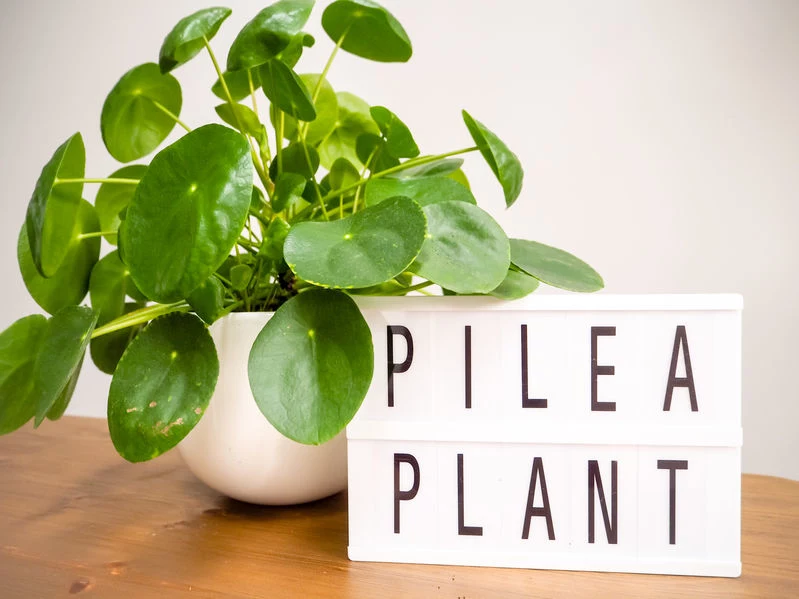 Pilea 