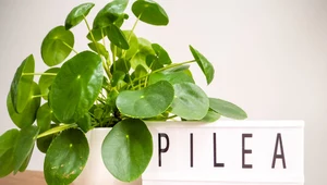 Pilea: Uprawa i pielęgnacja