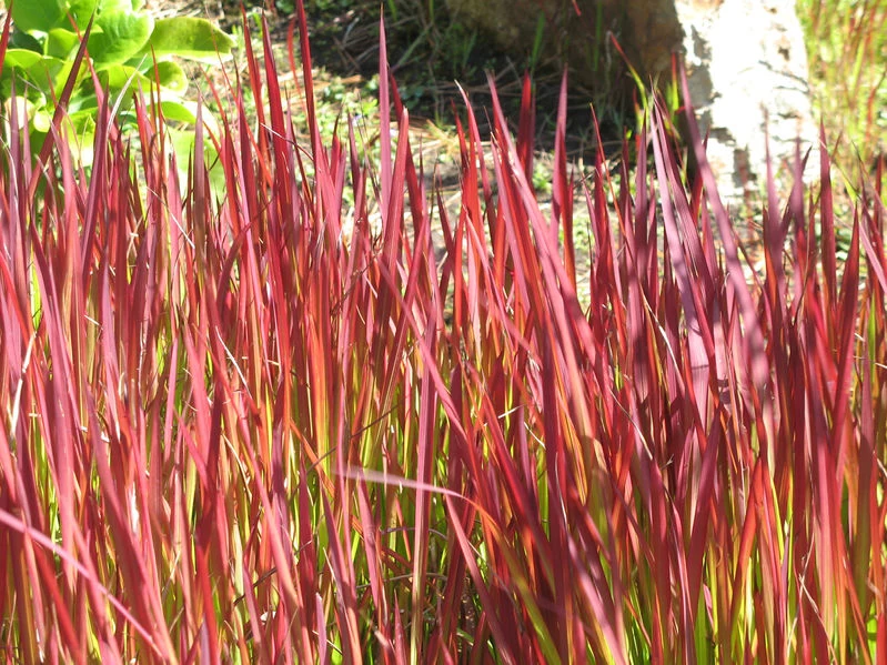 Imperata cylindryczna