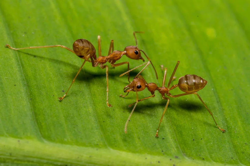 Jak pozbyć się mrówek z ogrodu? 