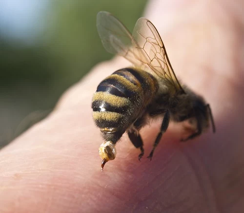 Co robić, gdy użądli nas pszczoła? 