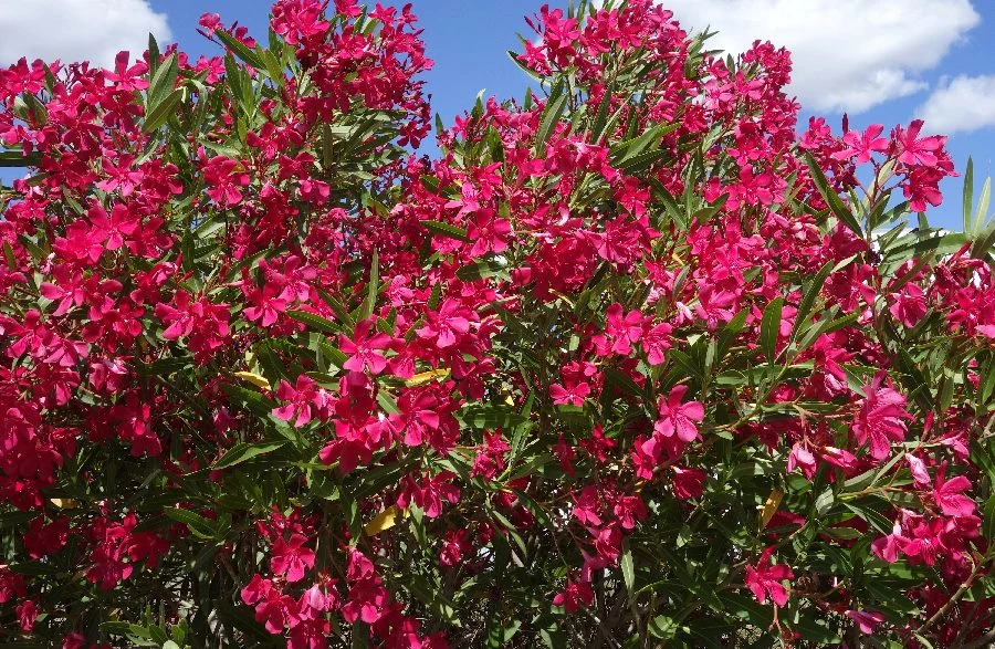 Oleander bujnie kwitnie 