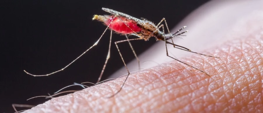Komary uprzykrzają życie 