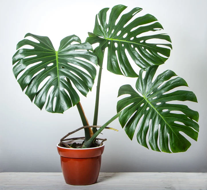 Monstera 