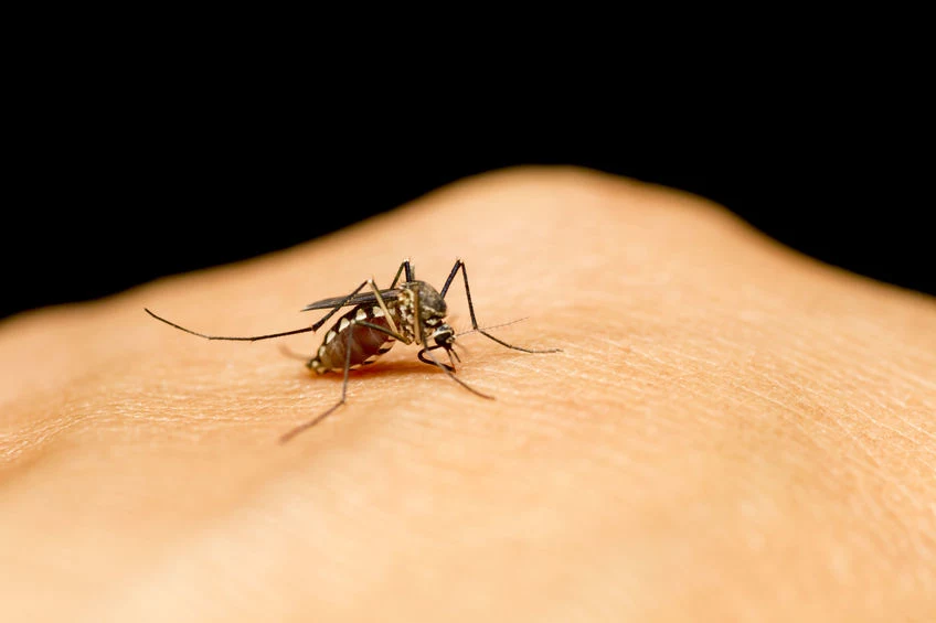 Sposoby na komary 