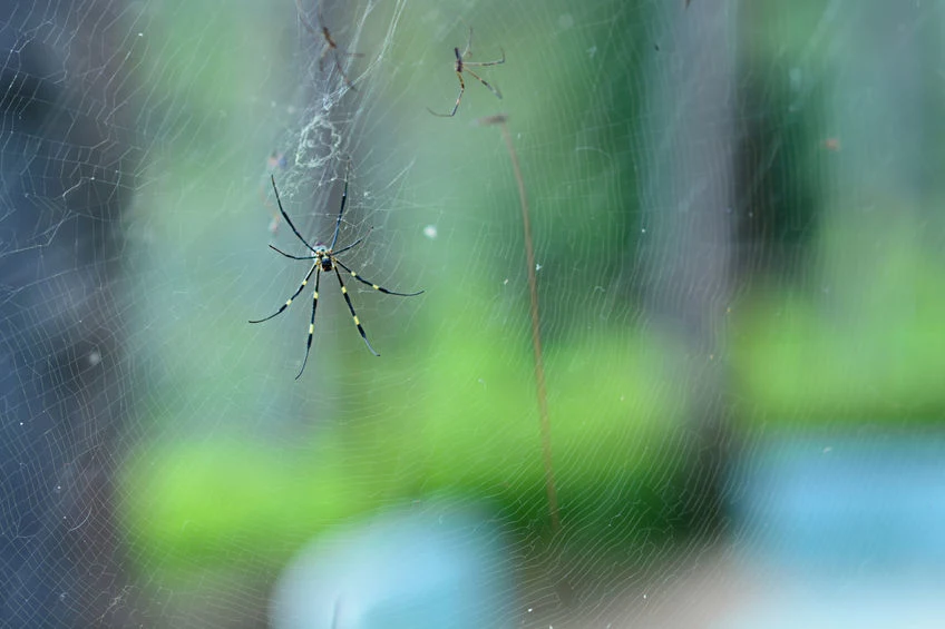 Jak odstraszyć pająki? 