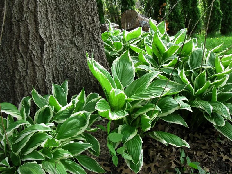 Hosta pod drzewem 