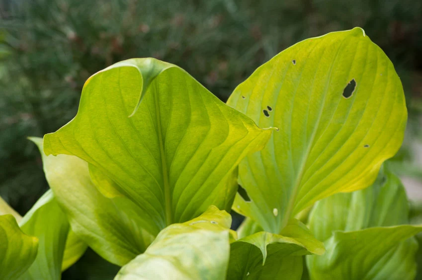 Hosta jest podatna na ślimaki 