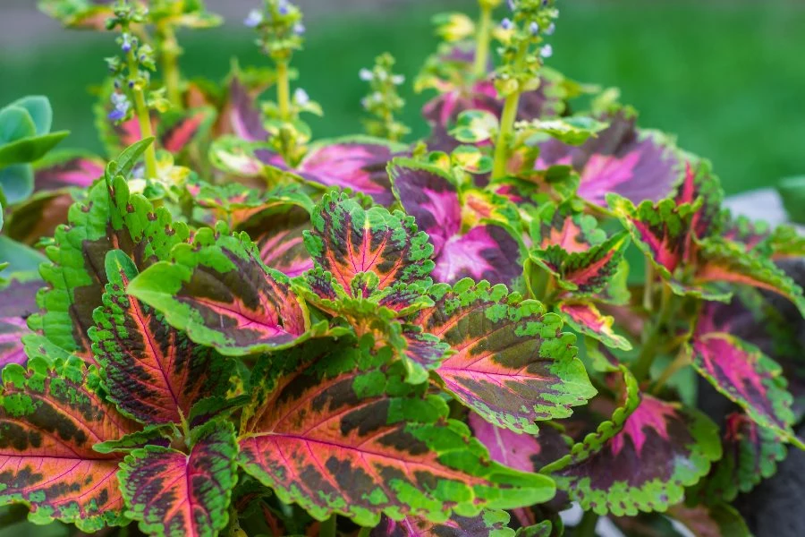 Plectranthus zwany komarzycą 