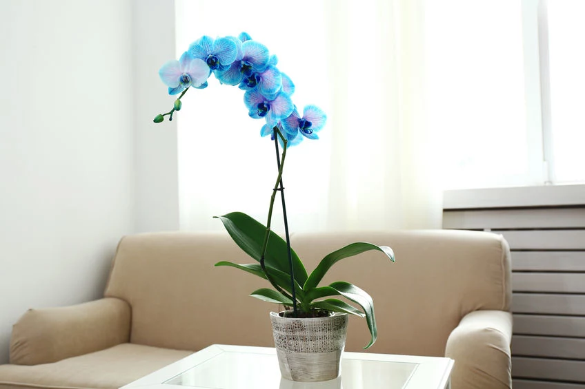 Niebieskie kwiaty storczyka 