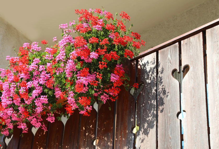 Jak pielęgnować kwiaty na balkonie? 
