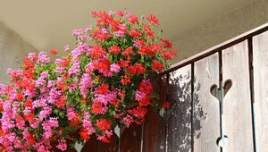 Jak pielęgnować kwiaty na balkonie? 