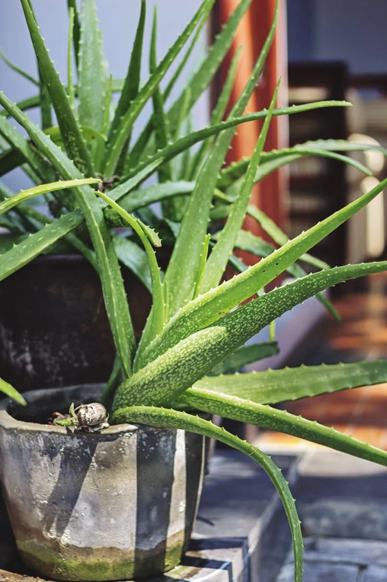 aloe and cucumber Aloe Vera and Cucumber Fragrance Oil – Fragrance Oils Direct UK main image 0