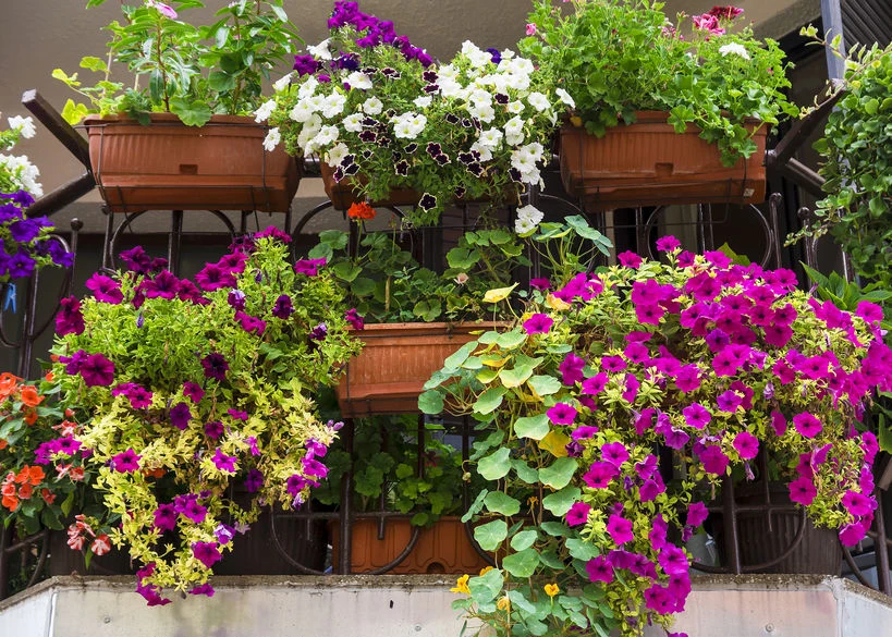 Ukwiecony balkon Ukwiecony balkon
