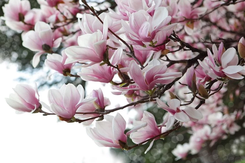 Kwitnące magnolie 
