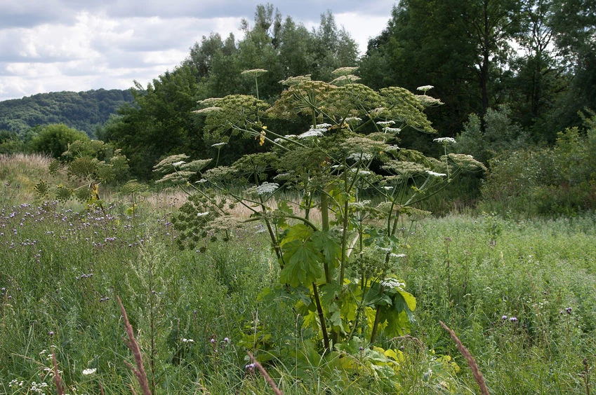 Barszcz Sosnowskiego 