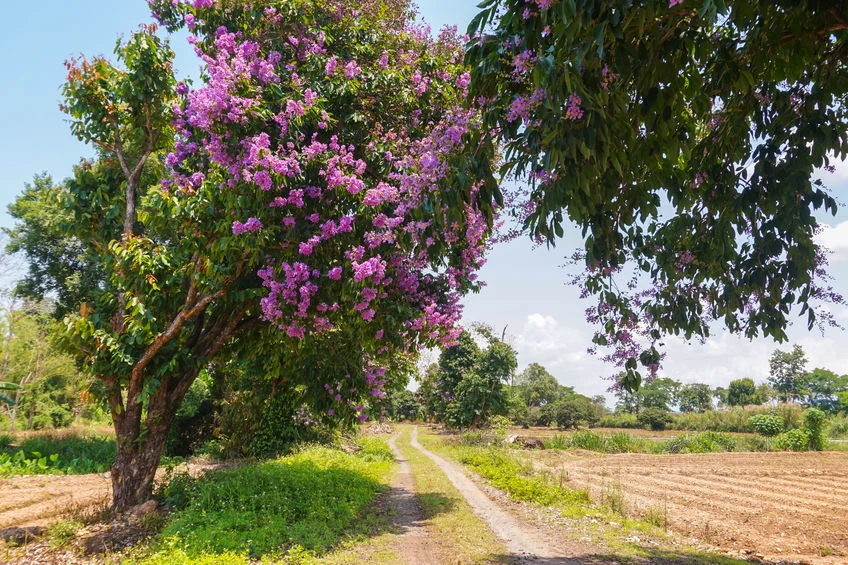 Lagerstremia 