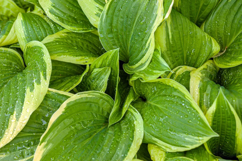 Hosta 