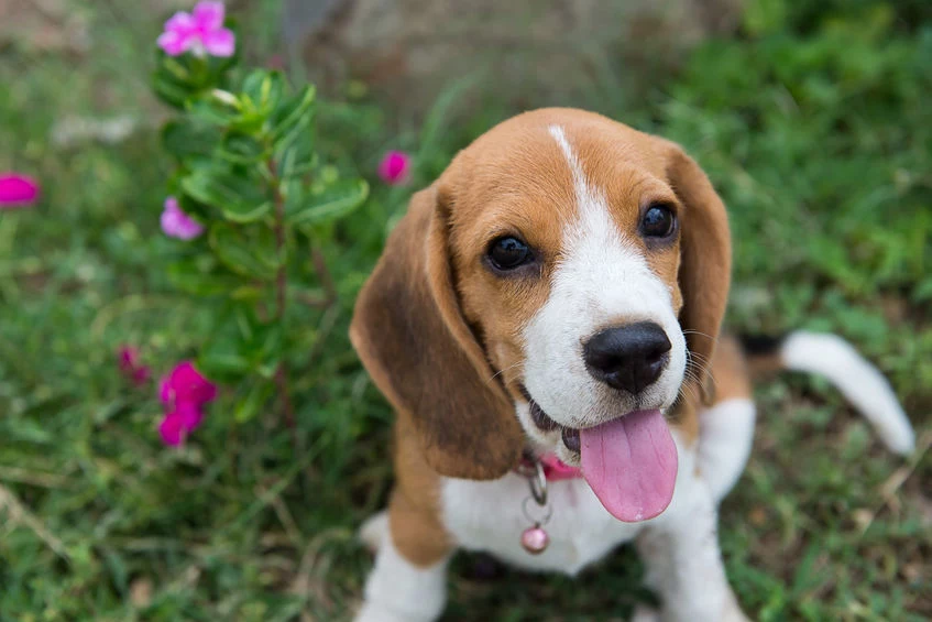 Beagle