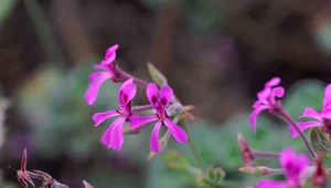 Pelargonia afrykańska, czyli naturalny antybiotyk. Jak działa?