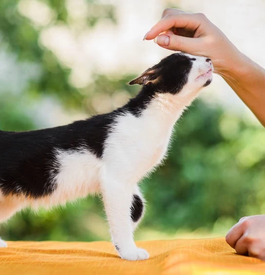 Na czym polega felinoterapia? 