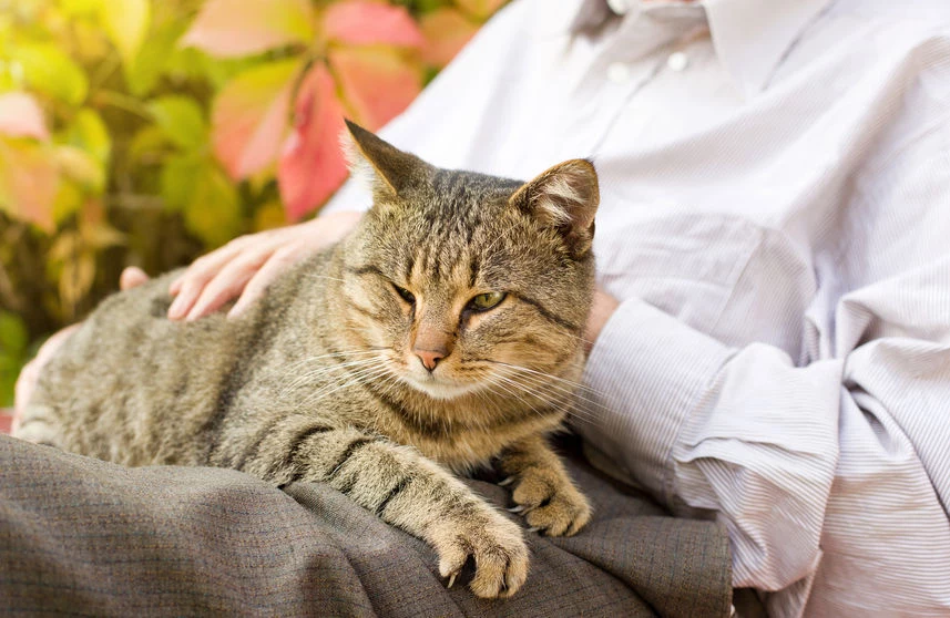 Zasady felinoterapii  