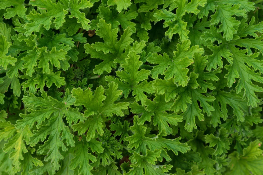 Liście geranium 