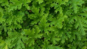 Liście geranium 