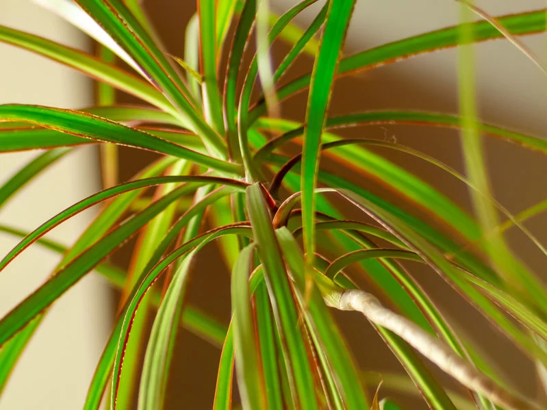 Dracena obrzeżona 