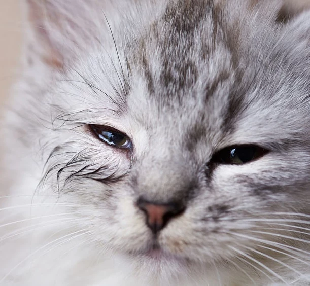 Czym jest koci katar i jak się objawia? 
