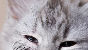 Czym jest koci katar i jak się objawia? 