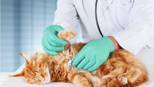 Jak objawiają się groźne choroby kotów? 