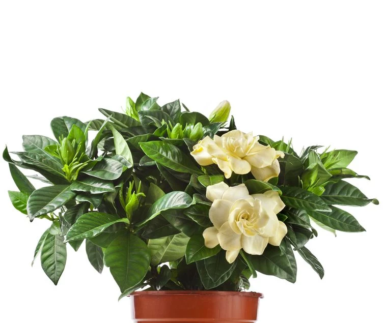 Gardenia 