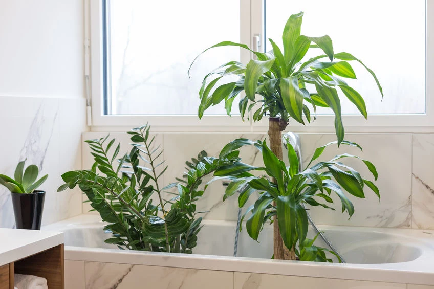 Mycie roślin pod prysznicem 
