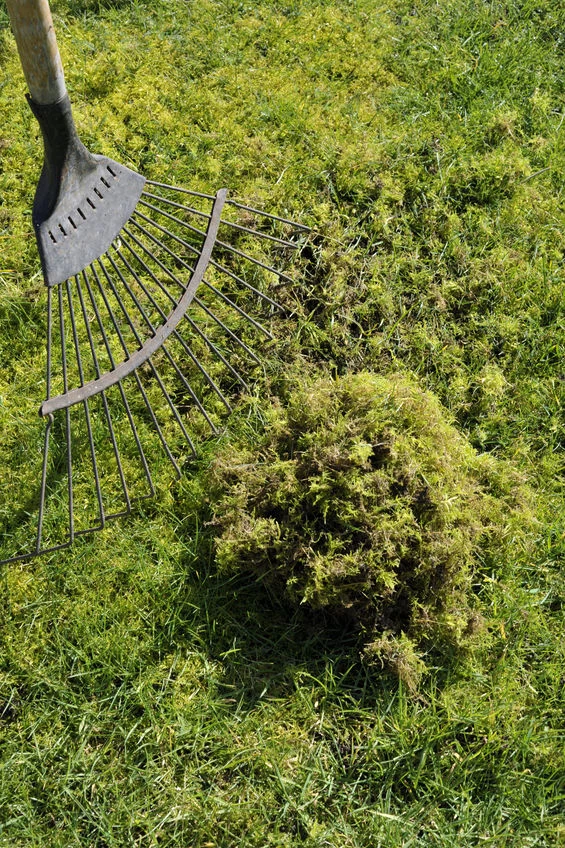 Nakłuwanie trawy 