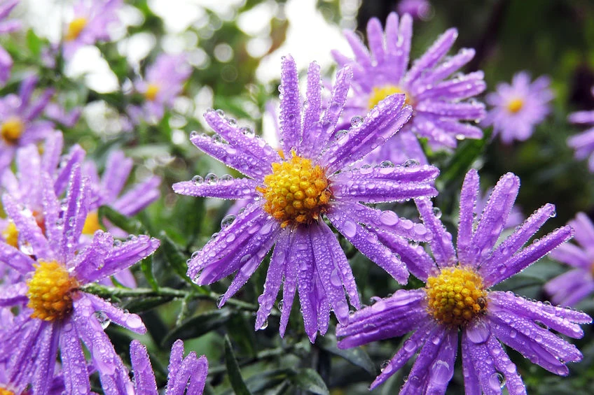 Chryzantemy Chryzantemy