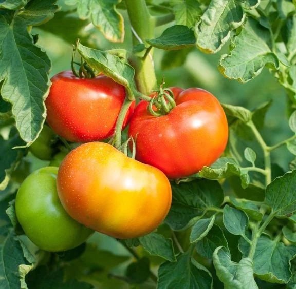 Popraw smak pomidorów 