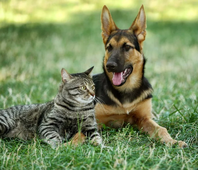 Kot i pies 