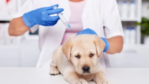 Jak uchronić psa przed groźnymi chorobami? 