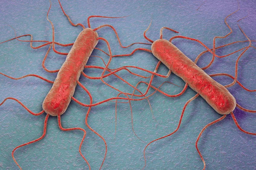 Bakterie w nieświeżym mięsie 