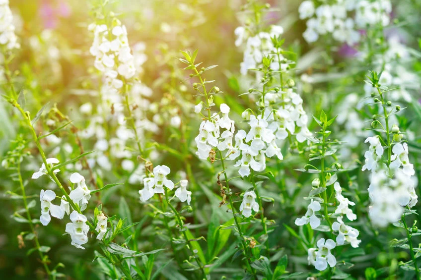 Odmiana lobelii o białych kwiatach 