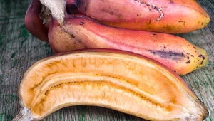Dlaczego warto jeść czerwone banany? 