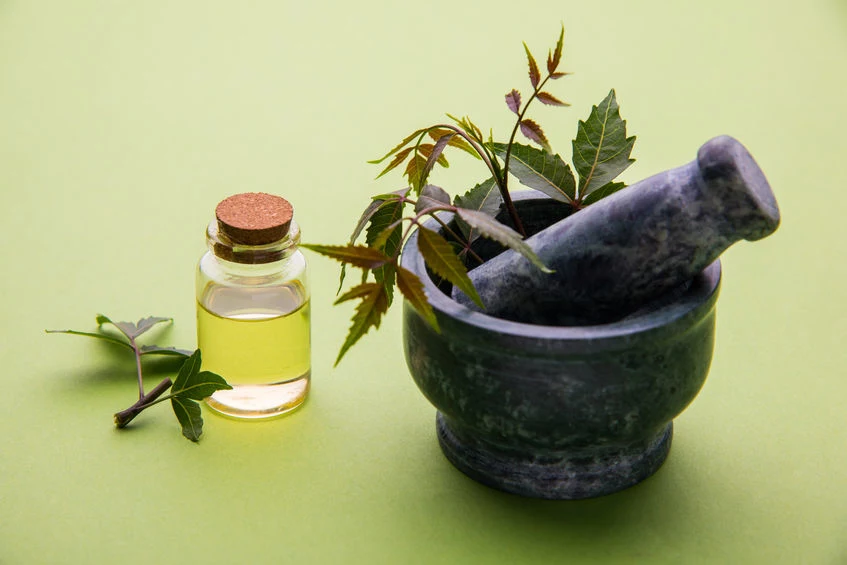 Właściwości olejku neem 