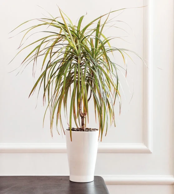 Dracena: Zasady pielgnacji, najlepsze gatunki do uprawy w domu - Kobieta w  INTERIA.PL