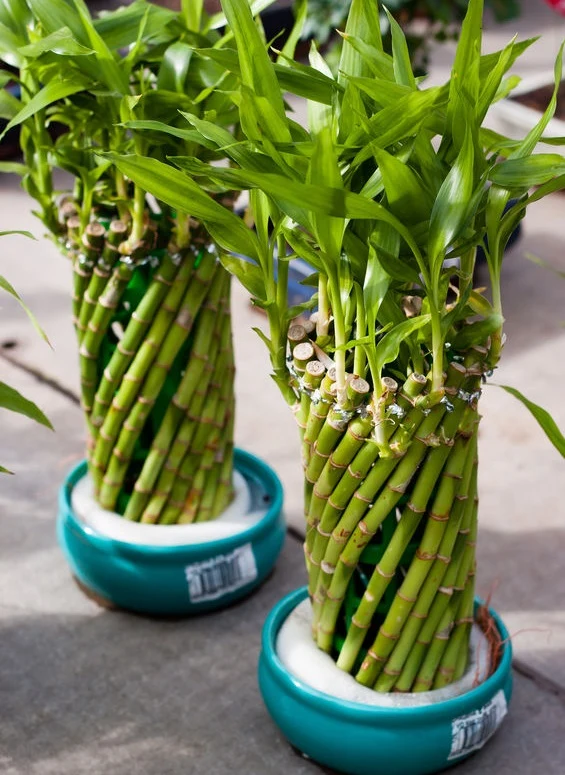 Dracena: Zasady pielgnacji, najlepsze gatunki do uprawy w domu - Kobieta w  INTERIA.PL