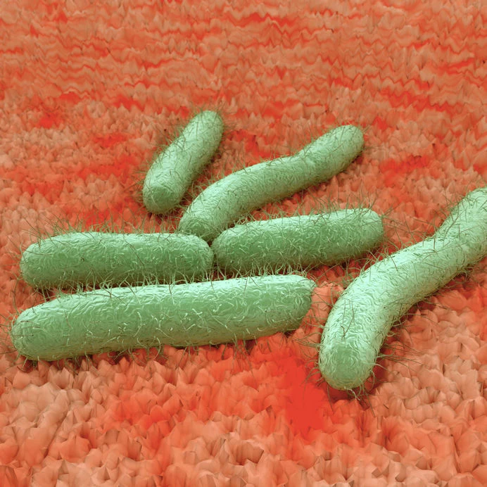 Bakteria E. coli 