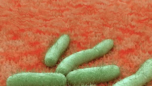 Bakteria E. coli 