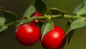 Ruszczyk kolczasty: Najlepszy na pajączki, cellulit i żylaki