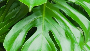 Monstera: Uprawa, wymagania i pielęgnacja 