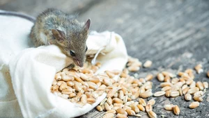 Mysz szuka w domach pożywienia 